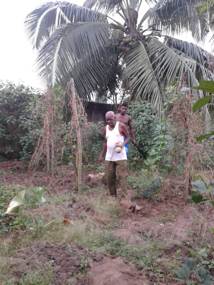 A tata i Izu zbierają kokosy...